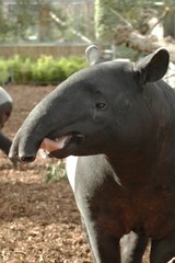 Malayan tapir (Tapirus indicus)