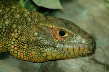 Guyana caiman lizard (Dracaena guianensis)