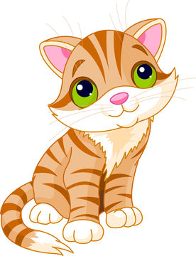 Very Cute kitten