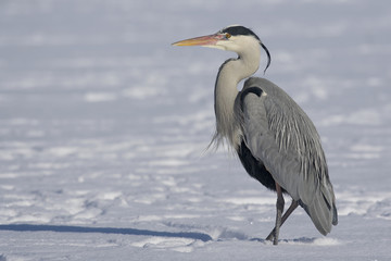 Graureiher im Schnee