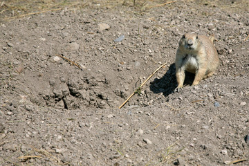 Prairie dog