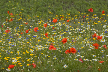 prato in fiore