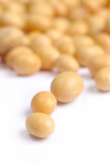 a lot of soy beans close up or macro