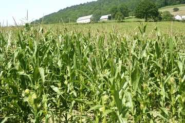 Corn green fields landscape outdoors