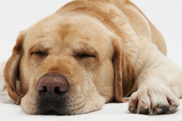 Retriever Labrador dog of a yellow ivory creme shade in studio