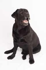 Retriever Labrador dog of a black shade in studio