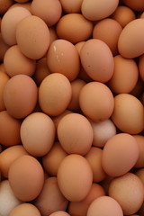 eggs