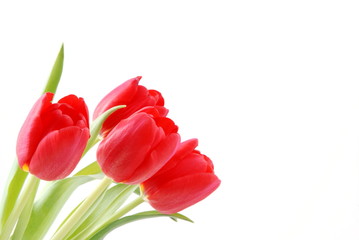 Tulpen