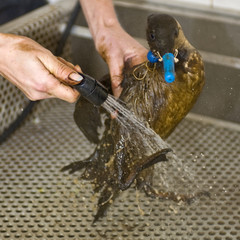 Cleaning an oil bird