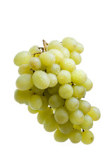 Grapes branch on a white background