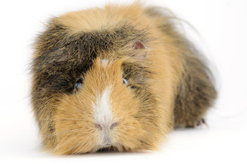 cochon d'inde tricolore