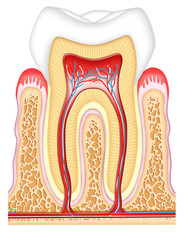 Tooth cross-section
