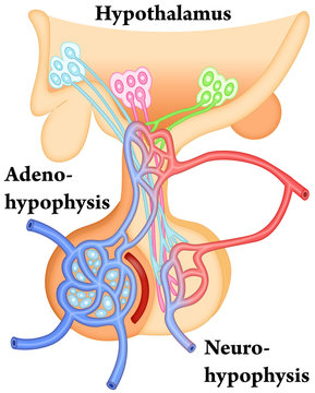 Hypothalamus-Hypophysis