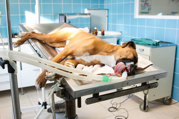 chien intubé sur la table d'opération