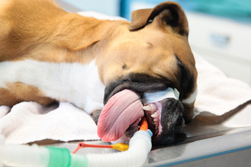 chien intubé sur la table d'opération