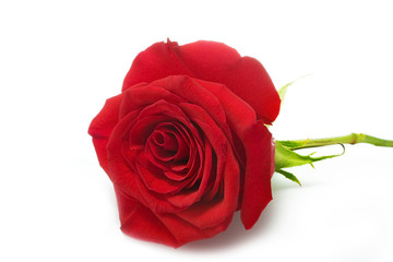 rose isolated over white