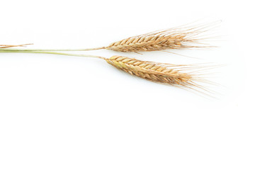 Fototapeta premium Grain ears