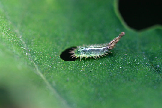cassida nebulosa