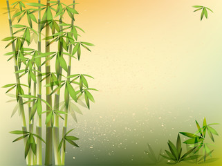 bamboo background - 20648037