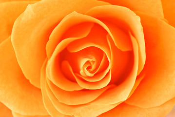 Rose close-up