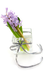 Hyacinthus in glass vase
