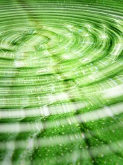 Reflection of wet leaf in water
