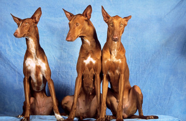 Trois podenco andalou assis en studio fond bleu