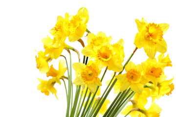 Daffodils