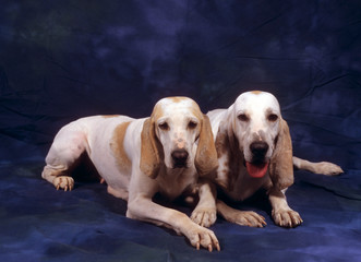 Deux chiens Porcelaine couchés en studio fond bleu
