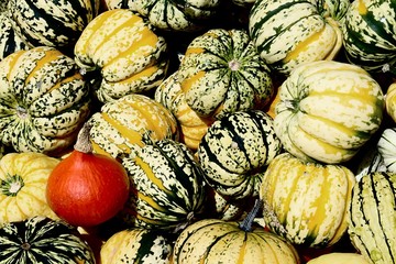 Bunte Kürbisse Cucurbita