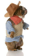 dog dressed up as a cowboy