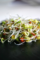 germes de radis noir