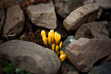 spring blume stein flower