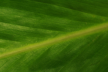 Detailed Macro Shot of a Green Leaf's Texture