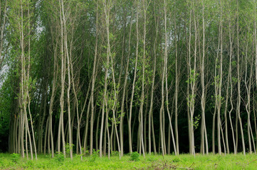 Fototapeta premium alberi 730