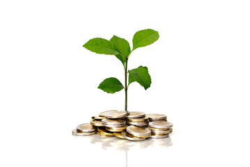 Little plant growing from coins