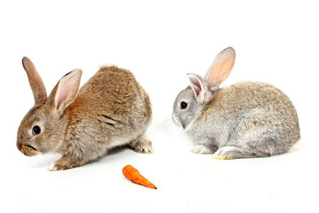young rabbits