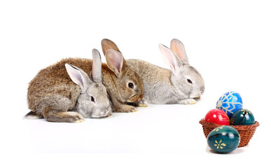 easter rabbits