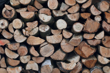 drzewo © Kalinowski Łukasz