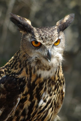 Portrait of an Eurasian Eagle Owl