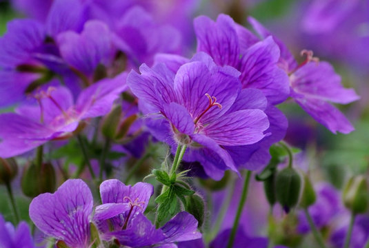 Fototapeta background of beautiful purple flowers