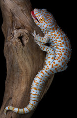 Tokay gecko on driftwood