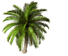palm tree