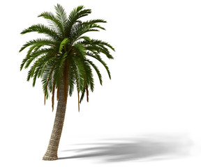 palm tree