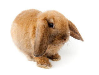 lop-rabbit, Miniature Lop (Oryctolagus cuniculus)
