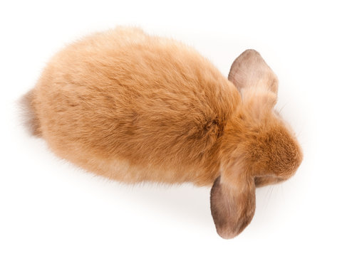 lop-rabbit, Miniature Lop (Oryctolagus cuniculus)