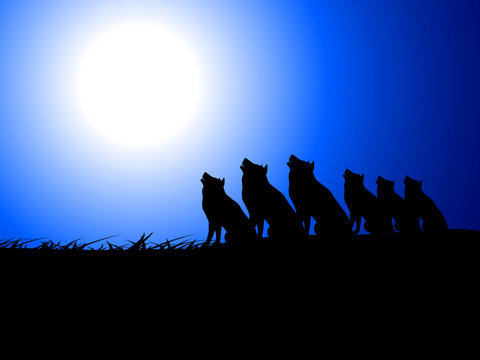 wolfs on night time