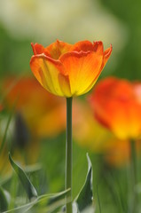 Tulpen
