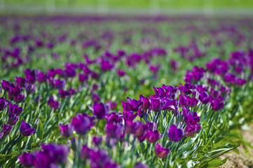 Fototapeta premium Tulip fields