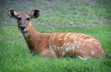 Young Bohor Reedbuck antelope